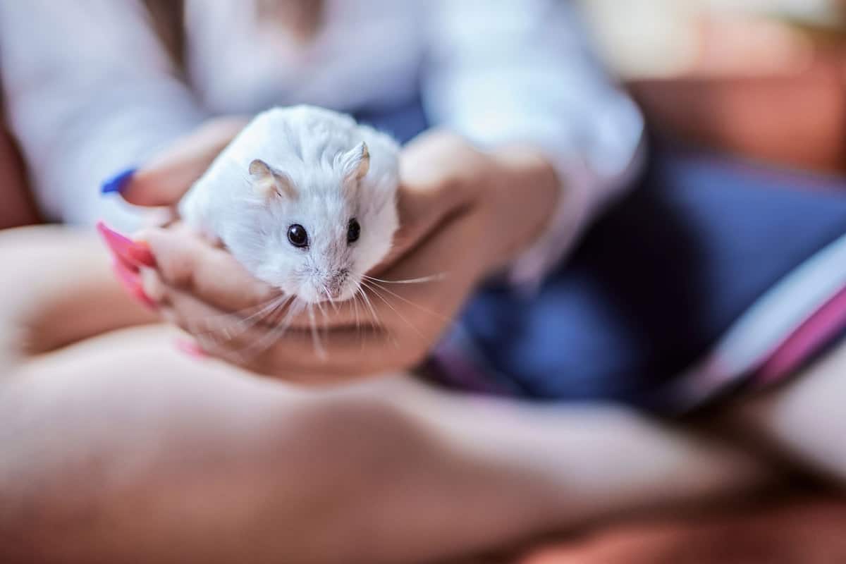 The white hamster is held in the palm of a girl's hand。Pet love concept