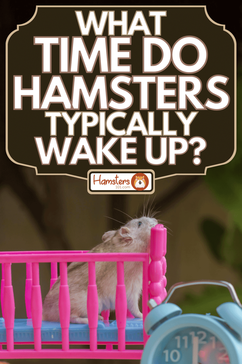 A hamster in pink crib with blue clock, What Time Do Hamsters Typically Wake Up?