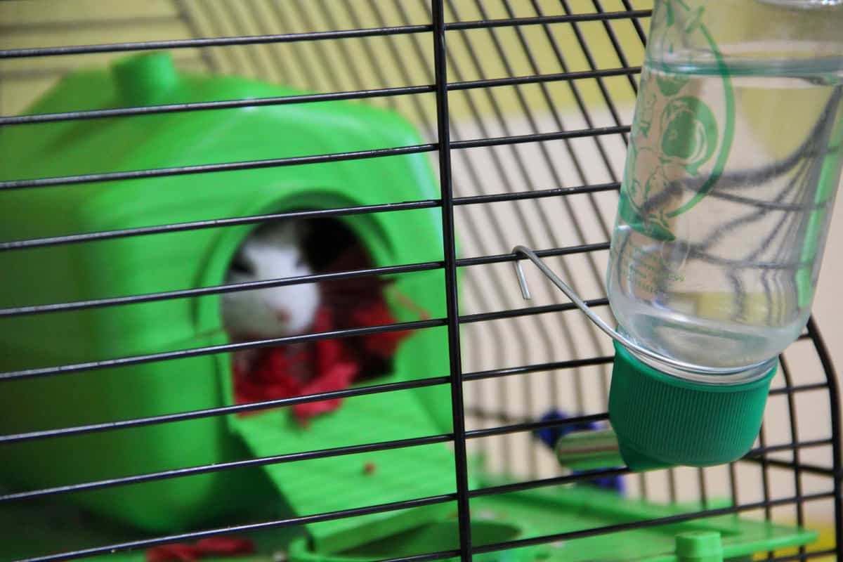 hamster is sitting in cage. Blurred focus. White hamster sitting in cage.