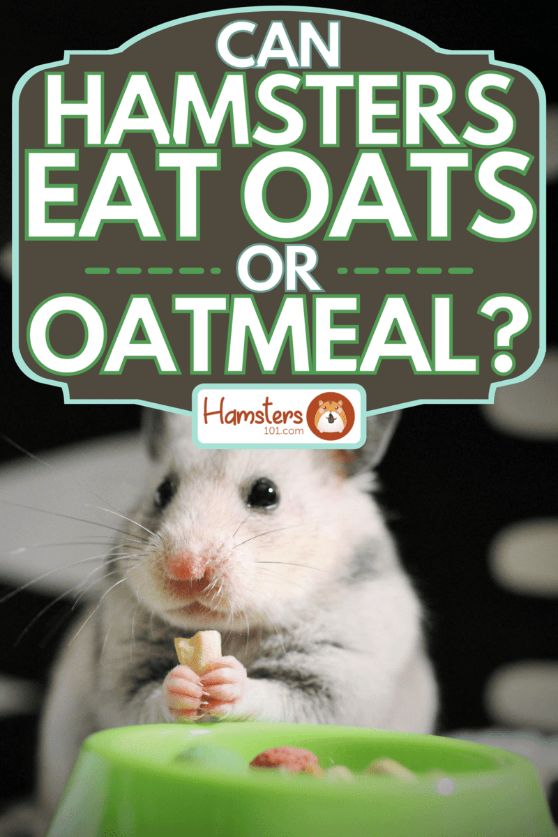 Hamster eating on a green bowl, Can Hamsters Eat Oats Or Oatmeal?