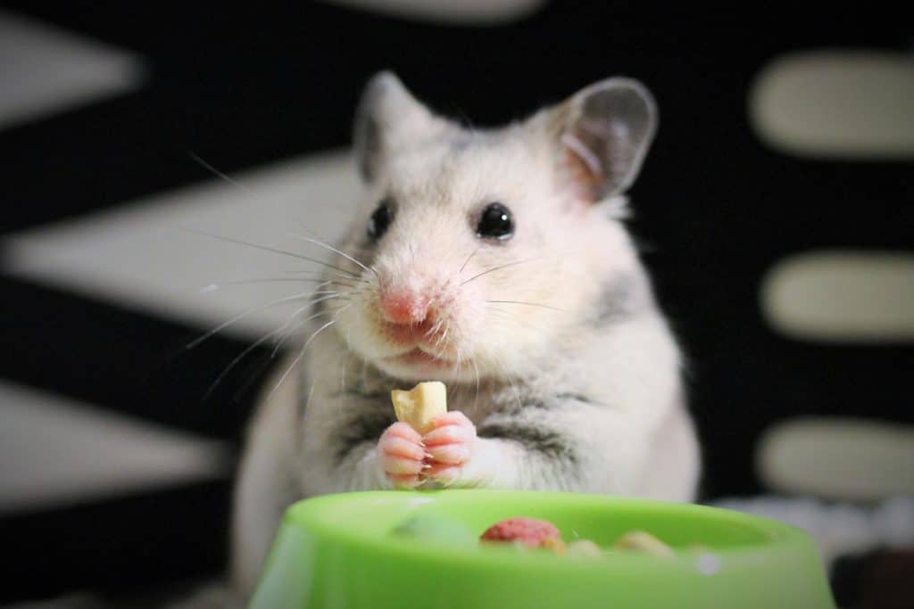 A hamster eating on a green bowl, Can Hamsters Eat Oats Or Oatmeal?