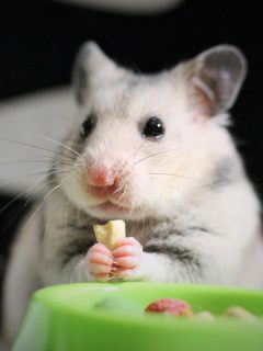 A hamster eating on a green bowl, Can Hamsters Eat Oats Or Oatmeal?