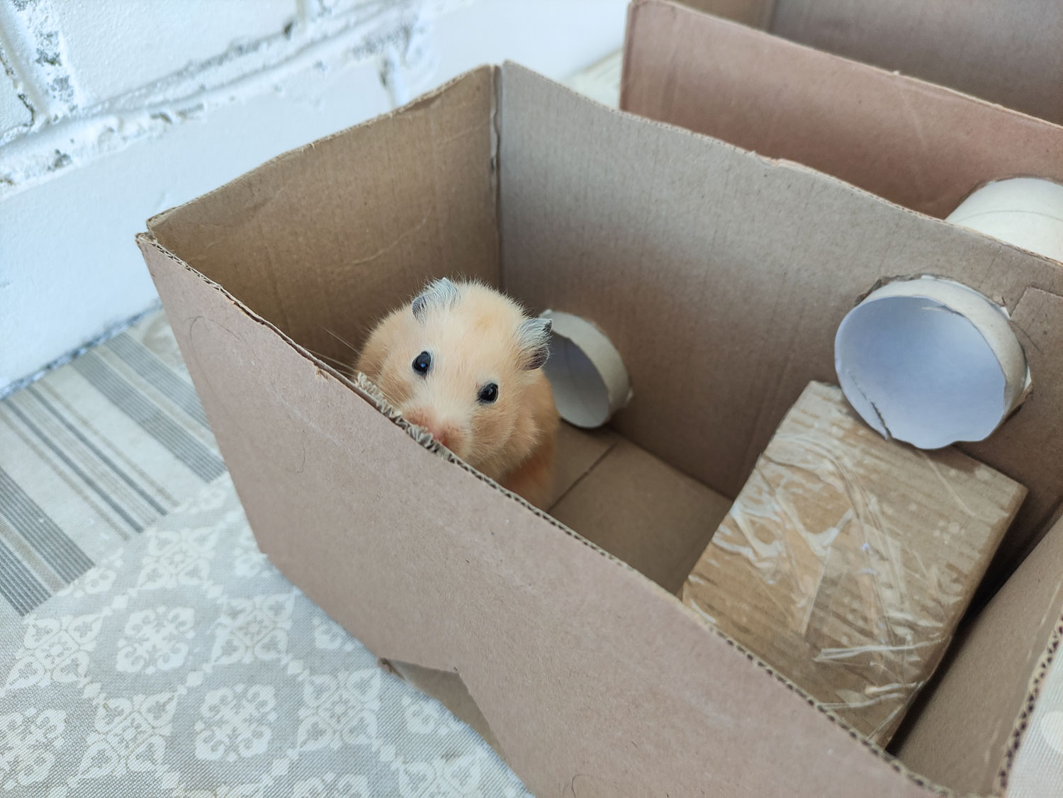 Hamster in the homemade cardboard house for rodents