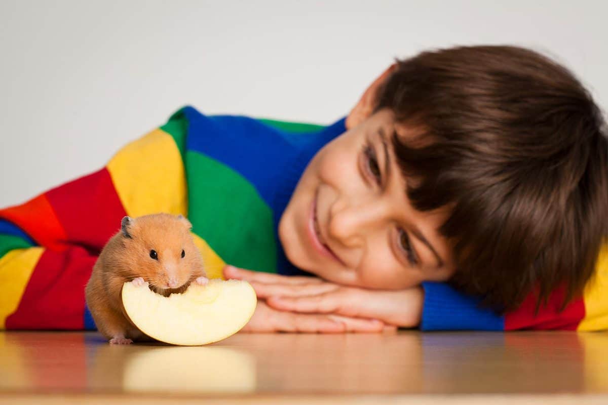 Smiling kid wearing a colorful sweater is looking to a hamster eating a slice of apple
