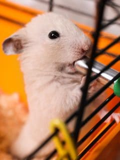 A cute little fluffy hamster drinking in cage, Hamster Water Bottle Leaking—What To Do?