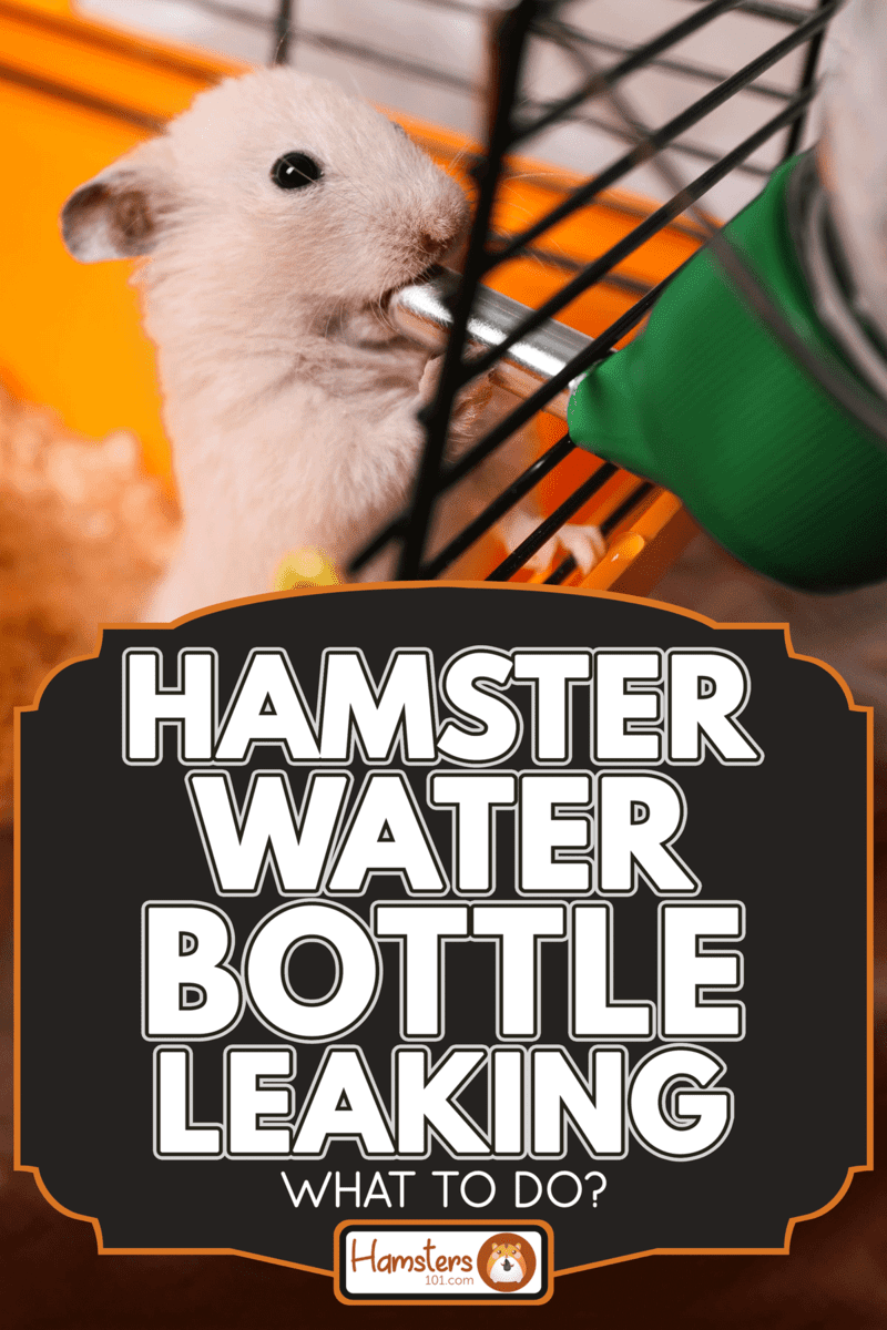 Cute little fluffy hamster drinking in cage, Hamster Water Bottle Leaking - What To Do?