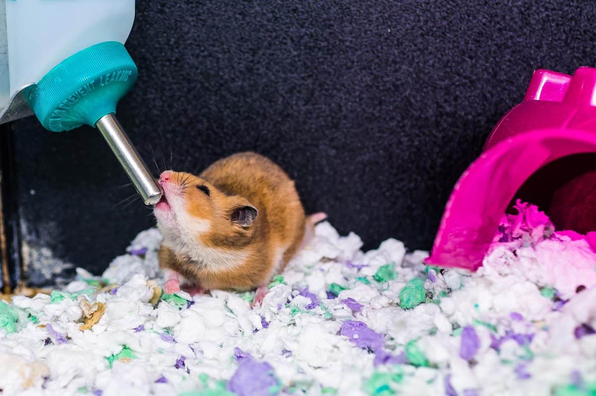 Hamster rat rodent drinking water from bottle dispenser