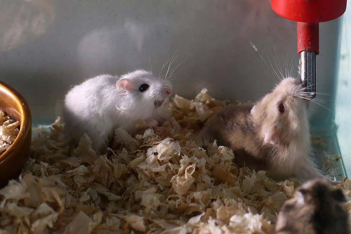 Hamsters enjoying leisure times