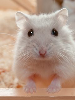 Highkey photo of a Djungarian dwarf hamster - 6 weeks old - Can Hamsters Eat French Fries