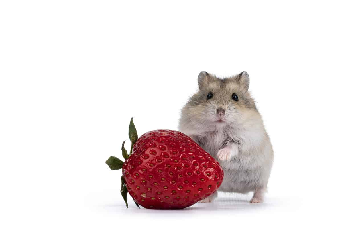 Cute brown baby hamster, standing behind strawberry fruit. Isolated on a white background.
