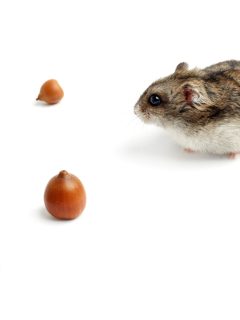 hamster sits surrounded by acorns on white background