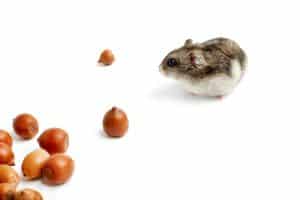 hamster sits surrounded by acorns on white background