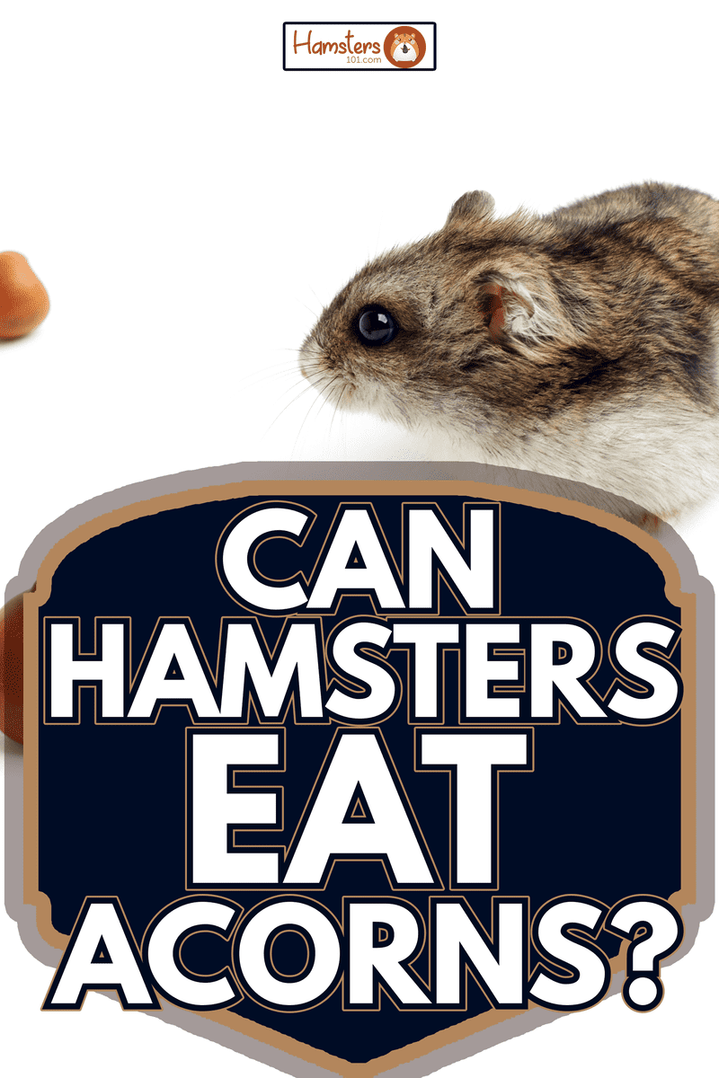 hamster sits surrounded by acorns on white background - Can Hamsters Eat Acorns