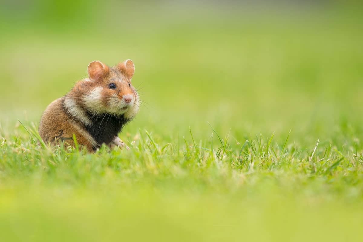 Adorable black bellied hamster standing upright in a green grass field