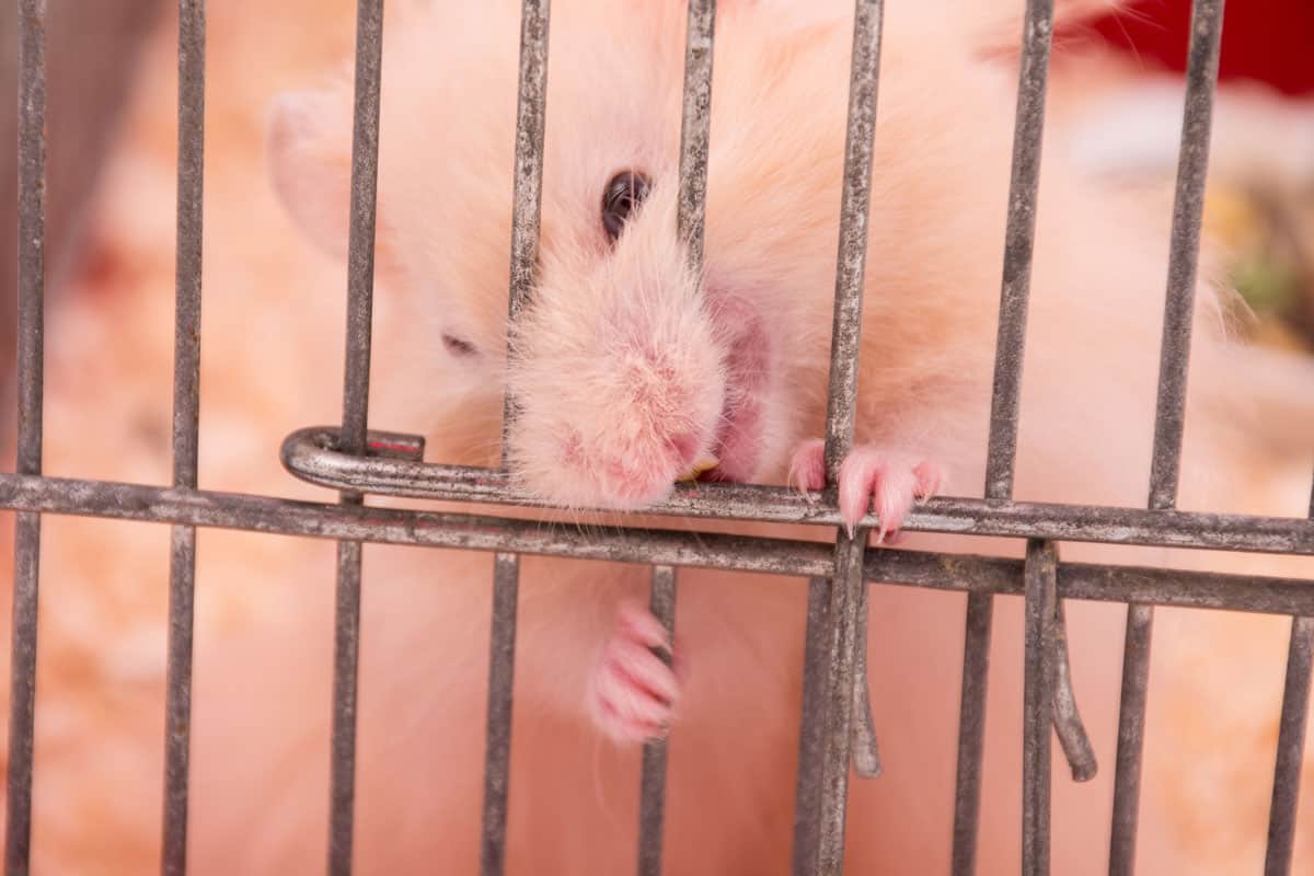 Fierce Syrian hamster gnawing on its cage bars and looking like a monster
