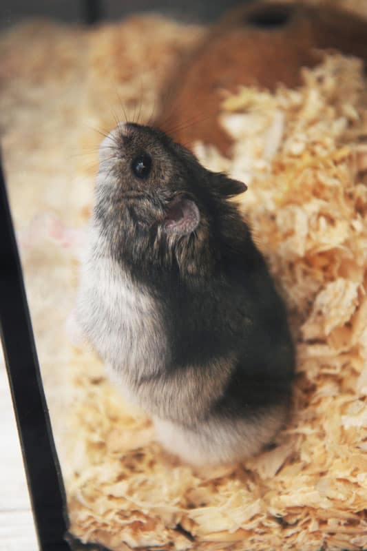 Gray Pet Hamster in Glass Aquarium