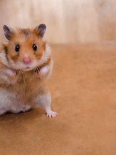 Scared funny Syrian hamster standing on its hind legs as if getting ready to fight,Hamster Standing Up—What Does That Mean?