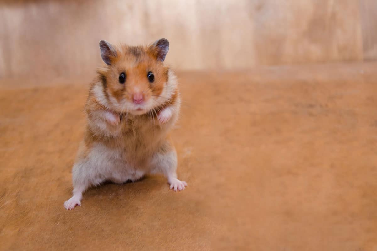 Scared funny Syrian hamster standing on its hind legs as if getting ready to fight